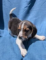 Zeus  phone# 7142610060, a male Beagle for sale in Fountain Valley, CA – 2 of 3