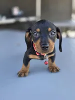 Timotee, a male Dachshund for sale in Fountain Valley, CA – 2 of 3