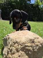 Archie, a male Miniature Dachshund for sale in Westminster, CA – 1 of 4