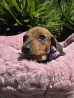 Canelita, a female Dachshund and Miniature Dachshund for sale in Fountain Valley, CA – 5 of 5
