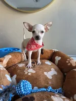 Charlie , a male Chihuahua for sale in Fountain Valley, CA – 2 of 6