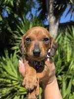Canelita, a female Dachshund and Miniature Dachshund for sale in Fountain Valley, CA – 3 of 5