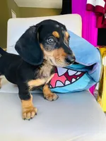 Raw, a male Dachshund for sale in Westminster, CA – 4 of 5