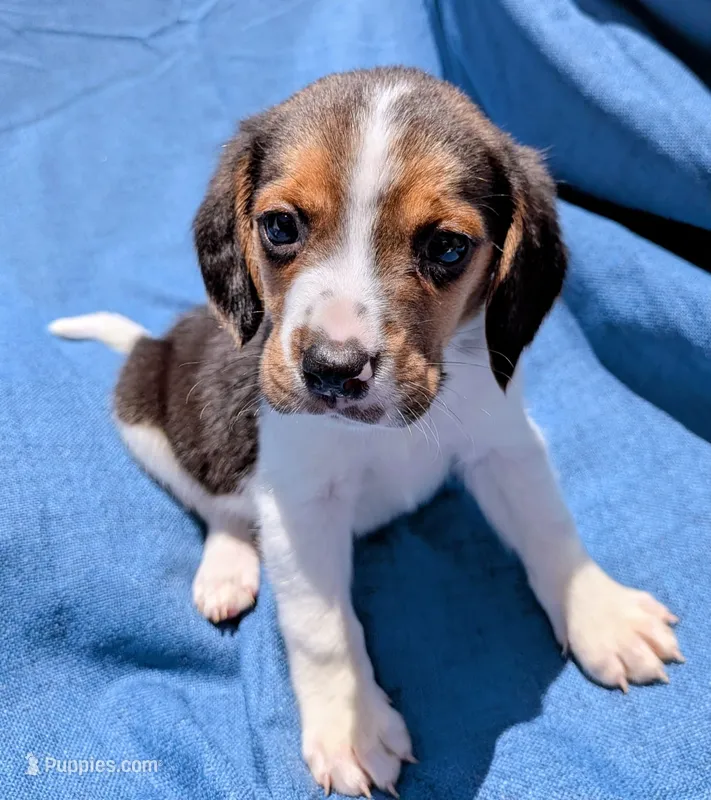 Zeus  phone# 7142610060 – Beagle puppy for sale in Fountain Valley, CA
