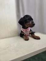 Lola, a female Miniature Dachshund for sale in Fountain Valley, CA – 4 of 4