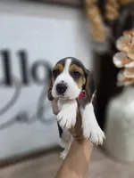 Zeus ready on sep 25, a male Beagle for sale in Santa Ana, CA – 4 of 6