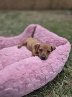 Cinamoon, a female Dachshund and Miniature Dachshund for sale in Fountain Valley, CA – 2 of 4