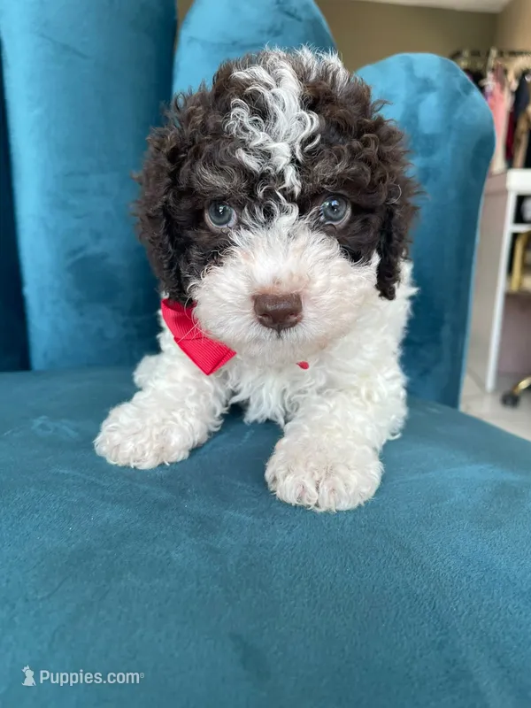 Chocolate  – Poodle - Toy  puppy for sale in Westminster, CA