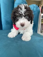 Chocolate , a male Poodle - Toy  for sale in Westminster, CA – 1 of 2