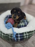 Rex, a male Miniature Dachshund for sale in Fountain Valley, CA – 1 of 1