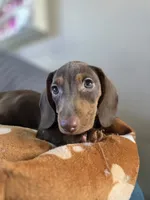 Hershey, a male Miniature Dachshund for sale in Fountain Valley, CA – 2 of 5