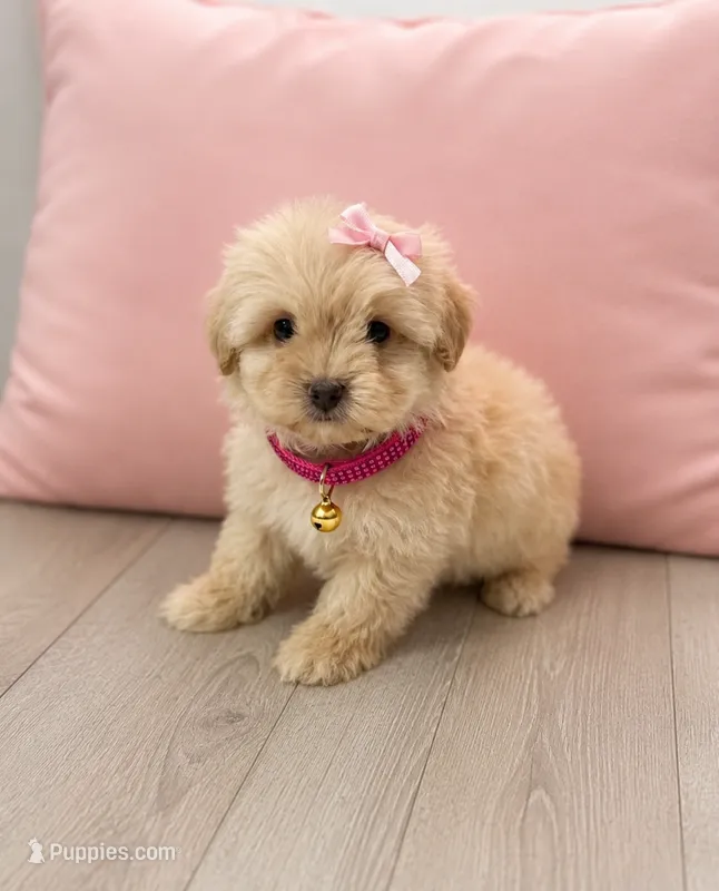 Molly – Maltipoo puppy for sale in Westminster, CA