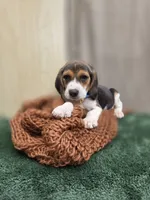 Matew, a male Beagle for sale in Fountain Valley, CA – 2 of 2