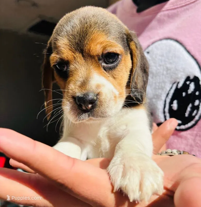 Bella – Beagle puppy for sale in Fountain Valley, CA