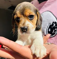 Bella, a female Beagle for sale in Fountain Valley, CA – 1 of 1