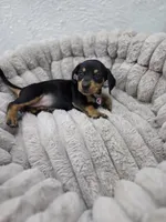 Frida, a female Miniature Dachshund for sale in Santa Ana, CA – 3 of 7