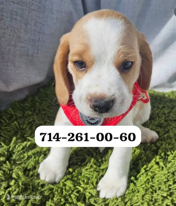 Arthur – Beagle puppy for sale in Fountain Valley, CA