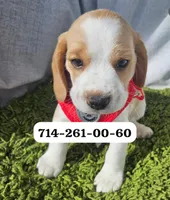 Arthur, a male Beagle for sale in Fountain Valley, CA – 1 of 1