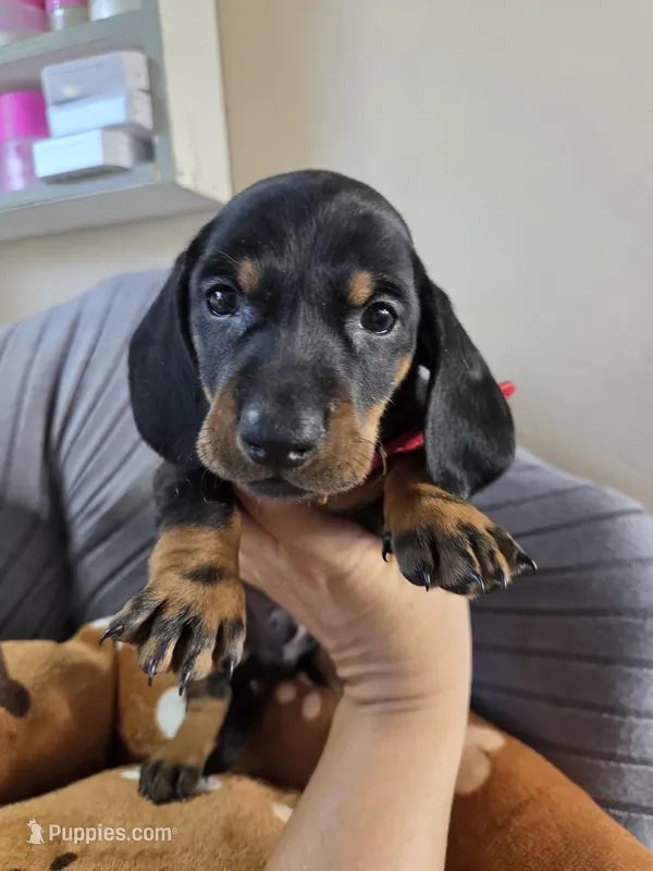 Blue – Miniature Dachshund puppy for sale in Fountain Valley, CA