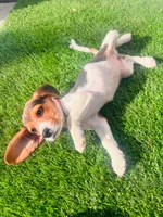 Molly, a female Beagle for sale in Fountain Valley, CA – 5 of 6