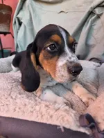 Rufus, a male Beagle for sale in Westminster, CA – 1 of 3