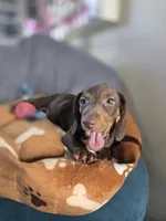 Hershey, a male Miniature Dachshund for sale in Fountain Valley, CA – 4 of 5