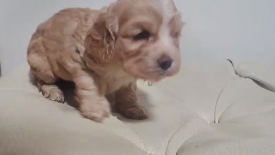 Sunshine, a female English Cocker Spaniel for sale in Westminster, CA – 3 of 3