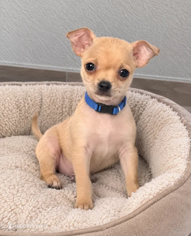 Cappuchino – Chihuahua puppy for sale in Vista, CA