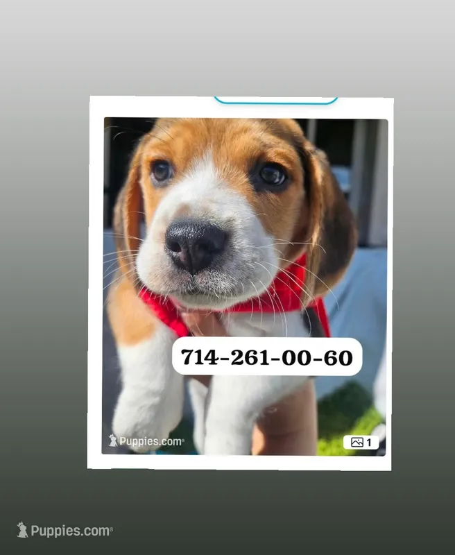 Luke – Beagle puppy for sale in Fountain Valley, CA