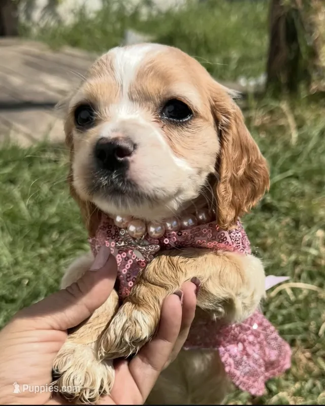 Sunshine – English Cocker Spaniel puppy for sale in Westminster, CA