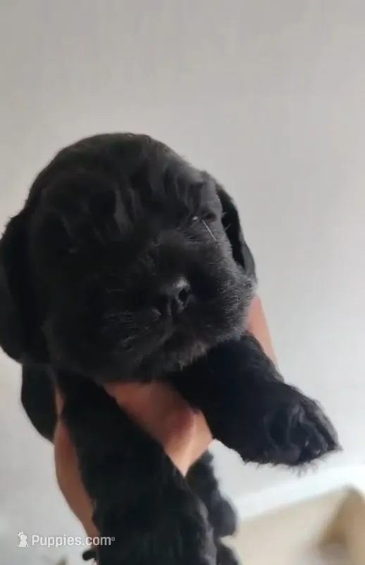 Blacky – English Cocker Spaniel puppy for sale in Westminster, CA
