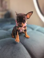 London, a female Chihuahua for sale in Santa Ana, CA – 3 of 3