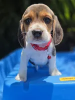 Loky, a male Beagle for sale in Fountain Valley, CA – 6 of 6
