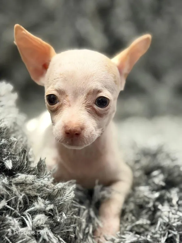 Coco  – Chihuahua puppy for sale in Santa Ana, CA