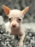 Coco , a female Chihuahua for sale in Santa Ana, CA – 1 of 1