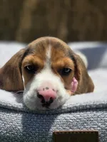 Bella, a female Beagle for sale in Fountain Valley, CA – 1 of 8