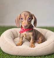 Still thinking a name , a male Miniature Dachshund for sale in Fountain Valley, CA – 5 of 5