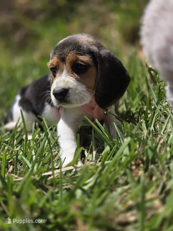 Sky – Beagle puppy for sale in Fountain Valley, CA
