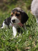 Sky, a female Beagle for sale in Fountain Valley, CA – 1 of 3