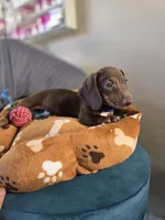 Hershey, a male Miniature Dachshund for sale in Fountain Valley, CA – 5 of 5