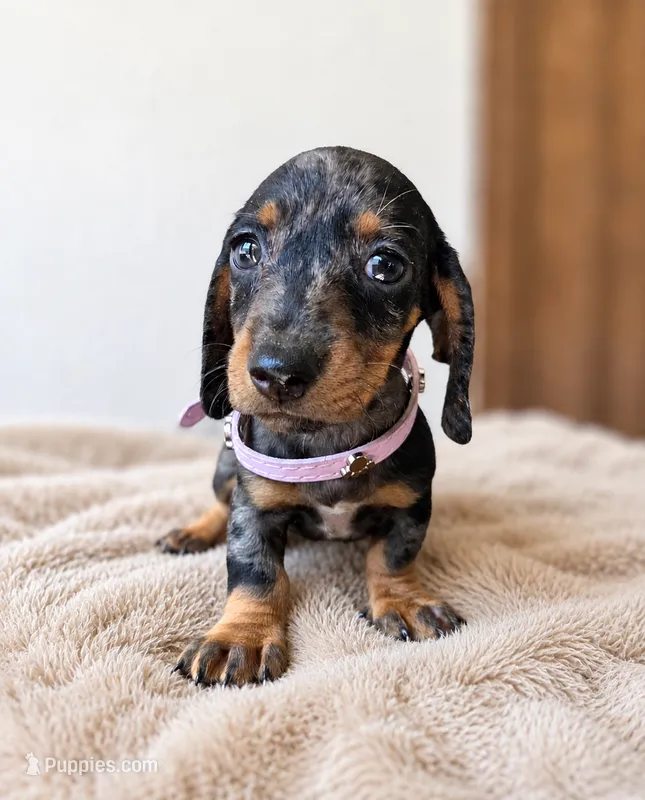 Stella – Miniature Dachshund puppy for sale in Westminster, CA