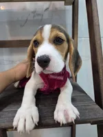 Molly, a female Beagle for sale in Santa Ana, CA – 3 of 4