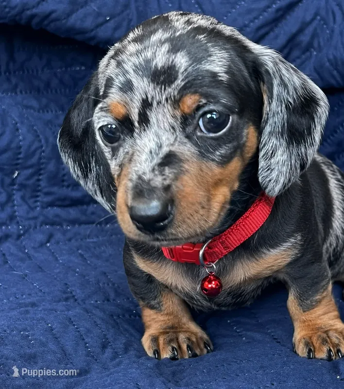 Oreo – Dachshund puppy for sale in Fountain Valley, CA