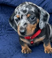 Oreo, a male Dachshund for sale in Fountain Valley, CA – 1 of 1