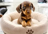 Hersheys ready 7/10, a male Miniature Dachshund for sale in Fountain Valley, CA – 1 of 1