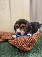 Mike, a male Beagle for sale in Fountain Valley, CA – 2 of 4