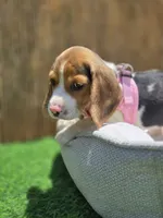 Bella, a female Beagle for sale in Fountain Valley, CA – 4 of 8