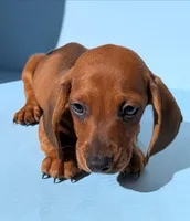 Buddy, a male Dachshund for sale in Santa Ana, CA – 2 of 3
