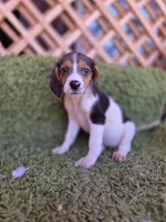 Bella, a female Beagle for sale in Westminster, CA – 3 of 5