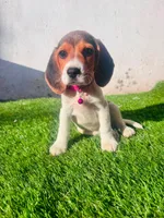 Molly, a female Beagle for sale in Fountain Valley, CA – 4 of 6